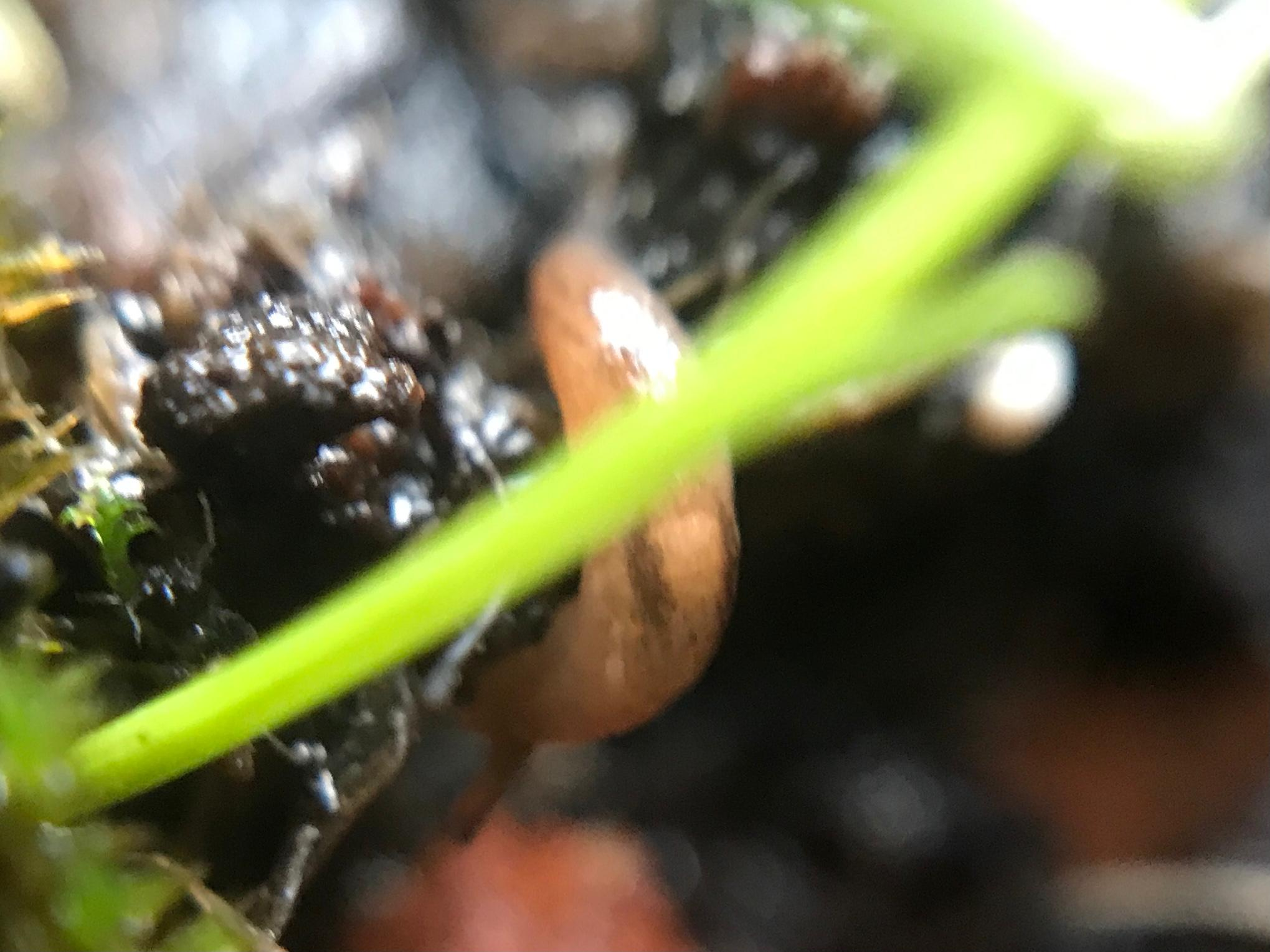 mamacas baby slug macro photo