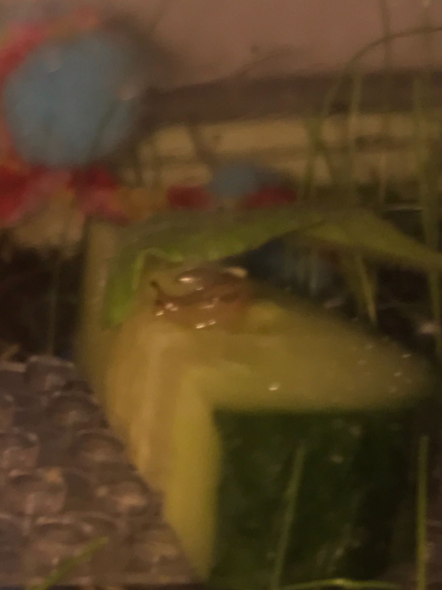 mama cas's baby on a cucomber photo