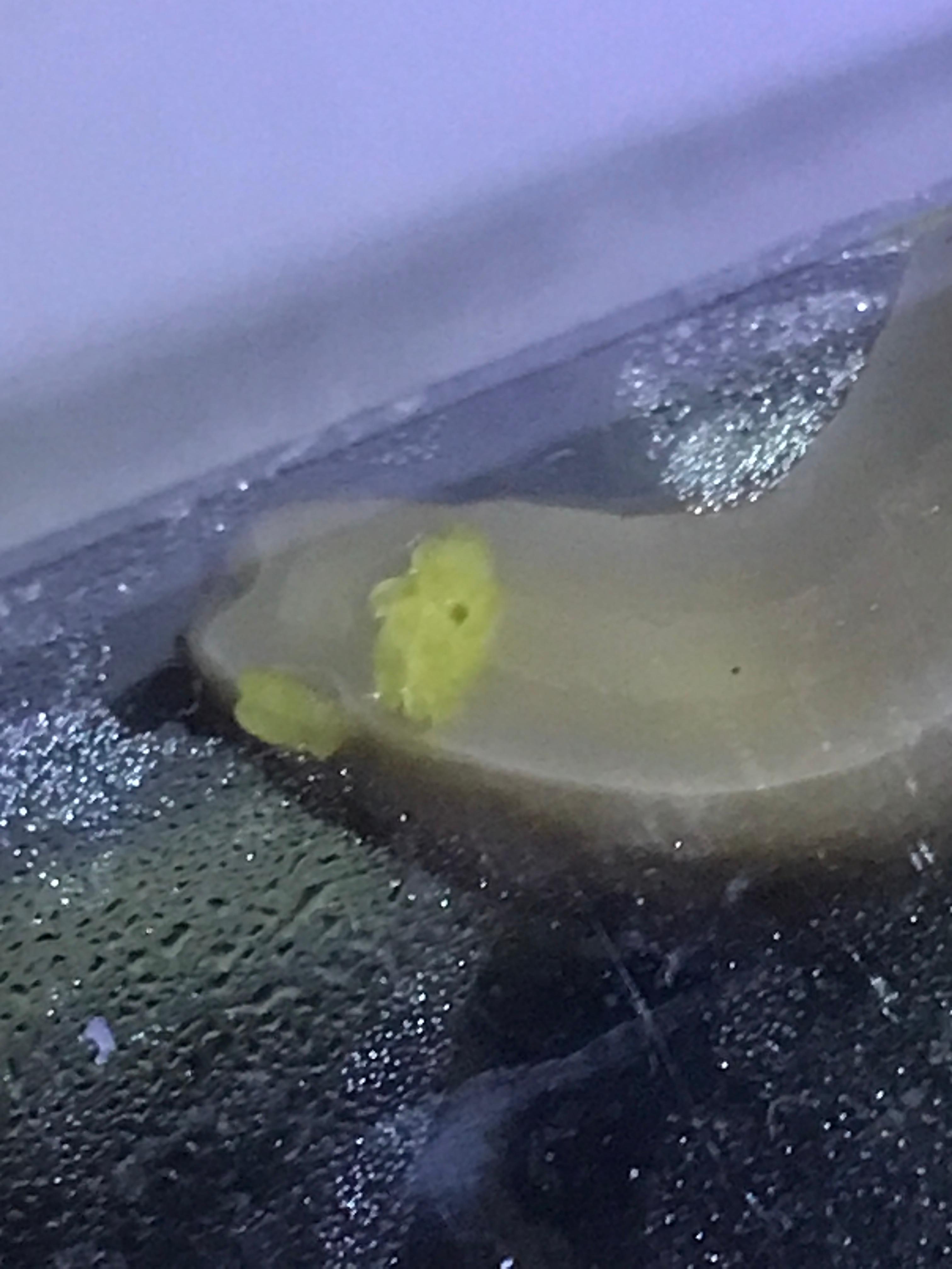 mama cas the slug on the top of the plastic laying eggs