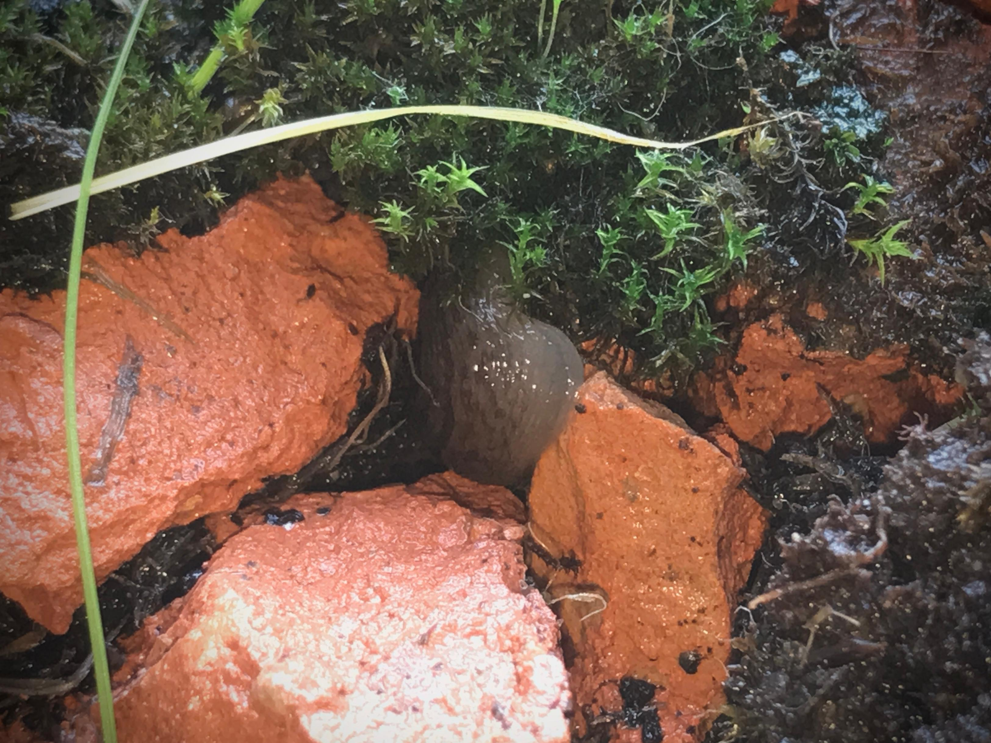 mamacas the slug macro photo