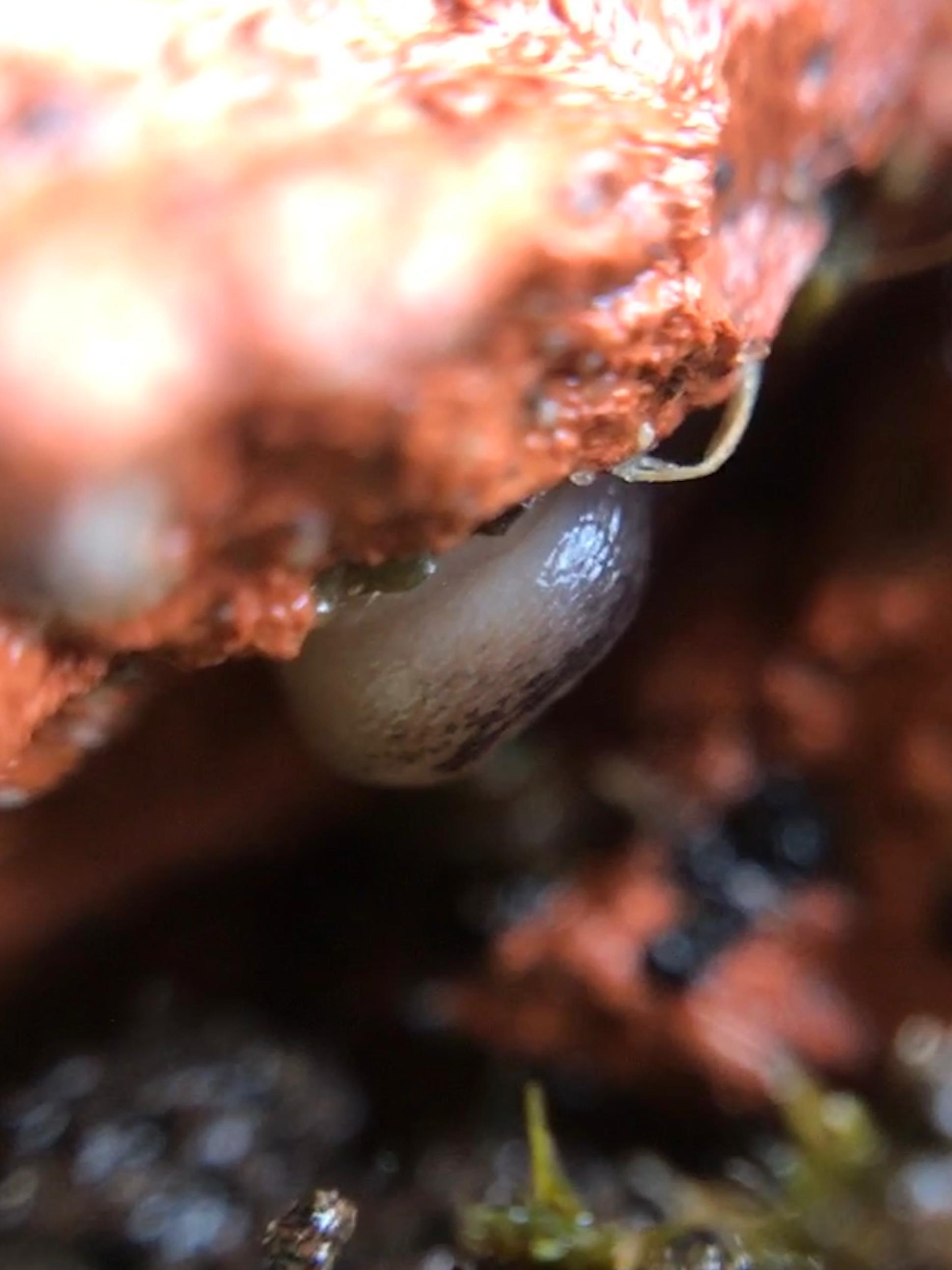 mamacas the slug macro photo