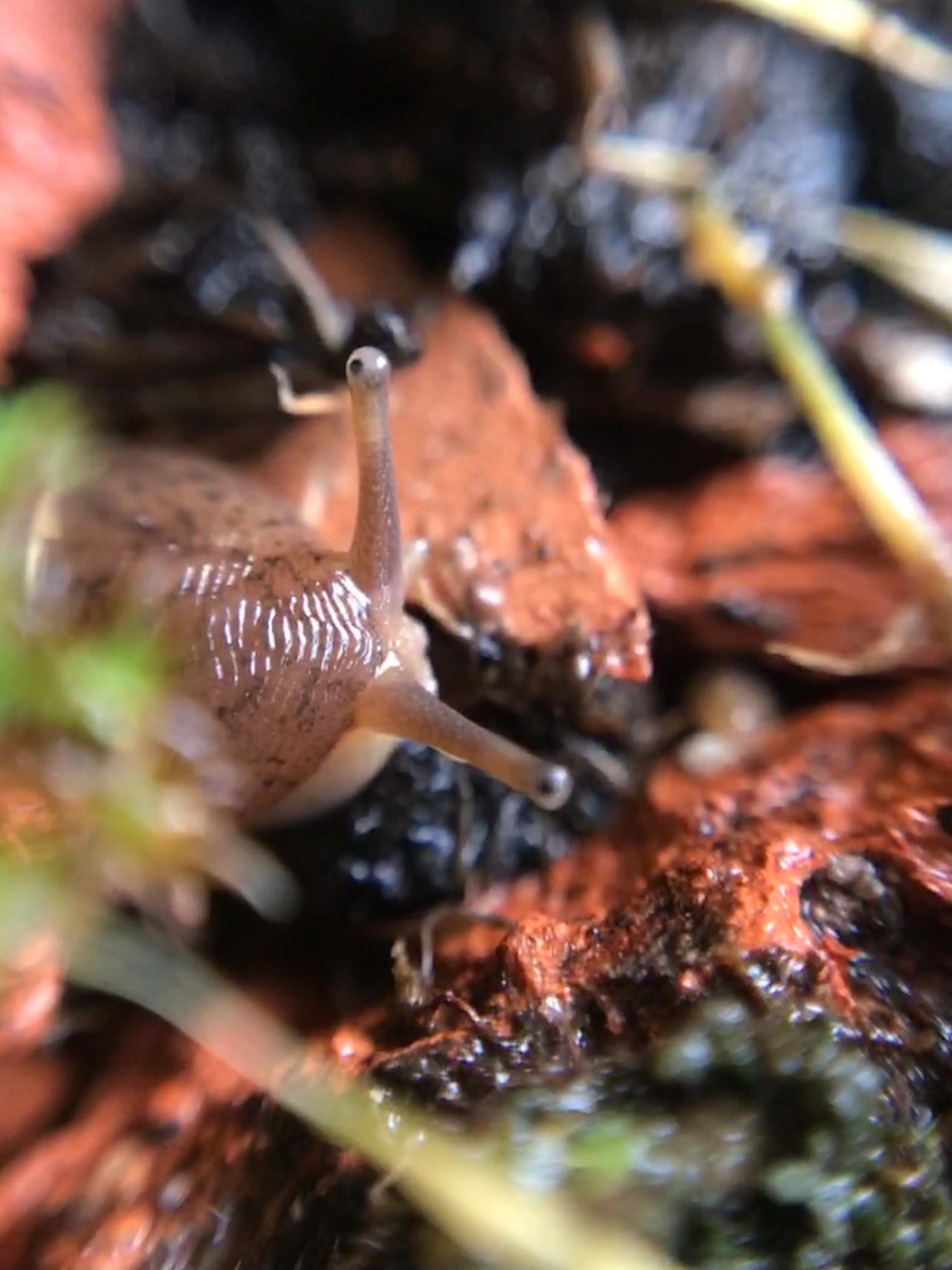 mamacas the slug macro photo