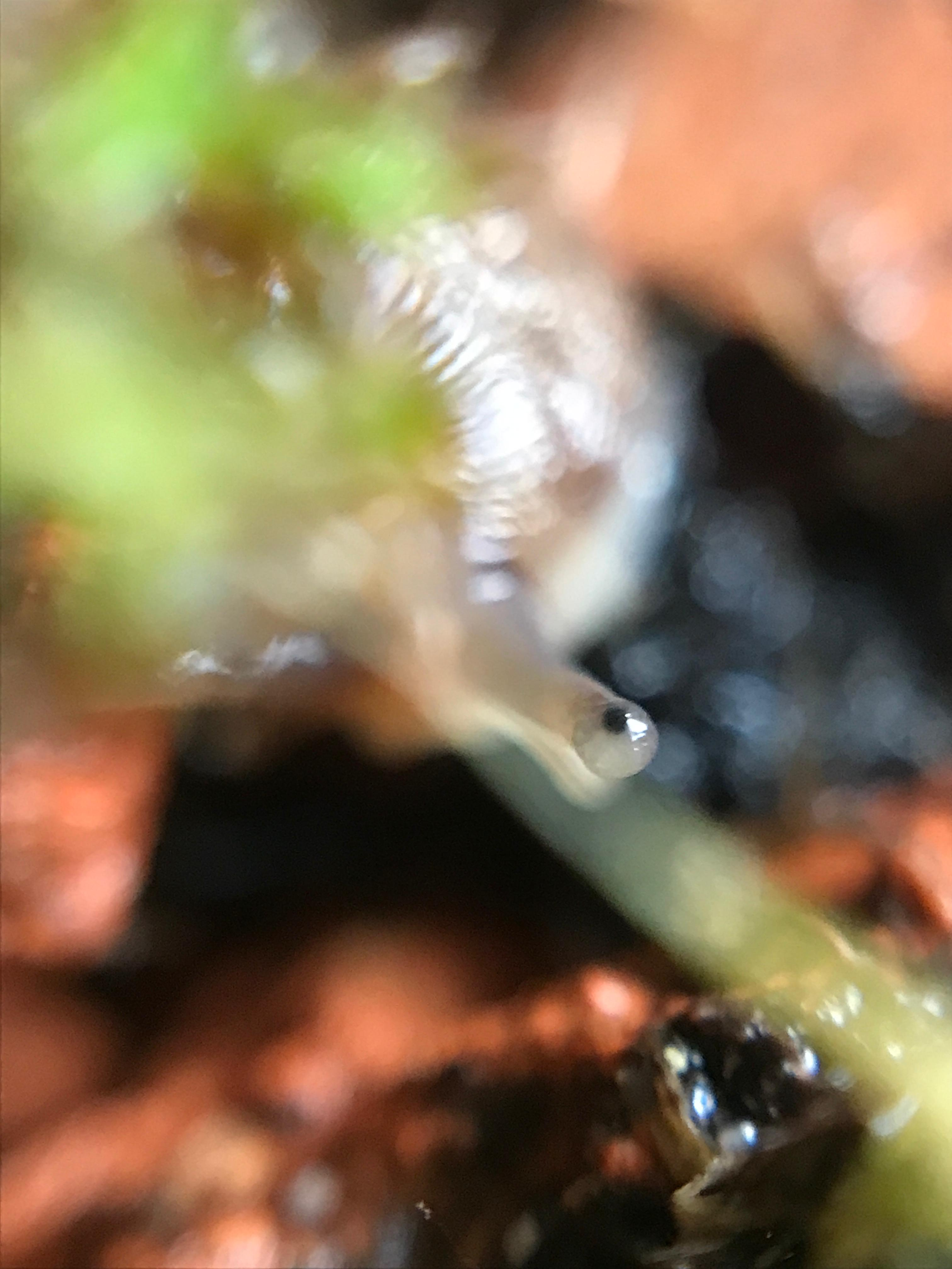 mamacas the slug macro photo