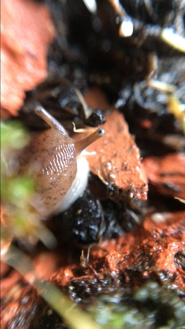 mamacas the slug macro photo